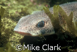 Lesser Spotted Dogfish in the weed. Small shark found in ... by Mike Clark 